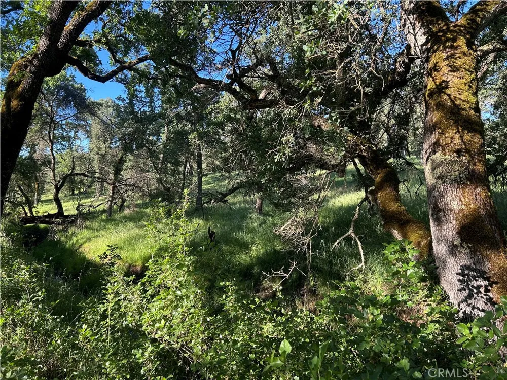Rolling Oaks Bangor, CA 95901