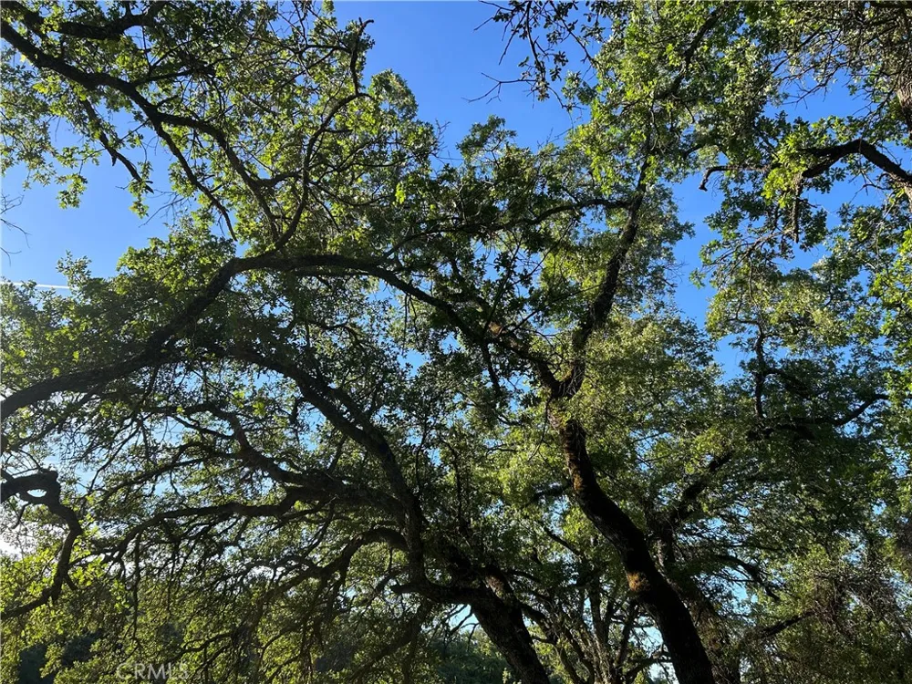 Rolling Oaks Bangor, CA 95901