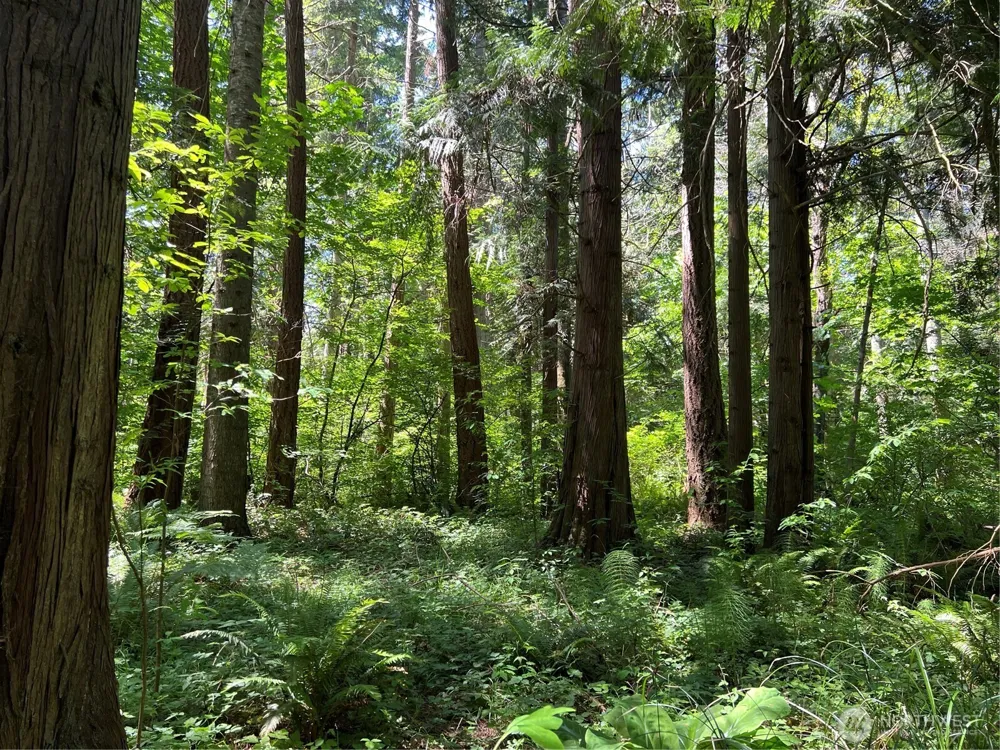 6 acres South Beach Road Point Roberts, WA 98281