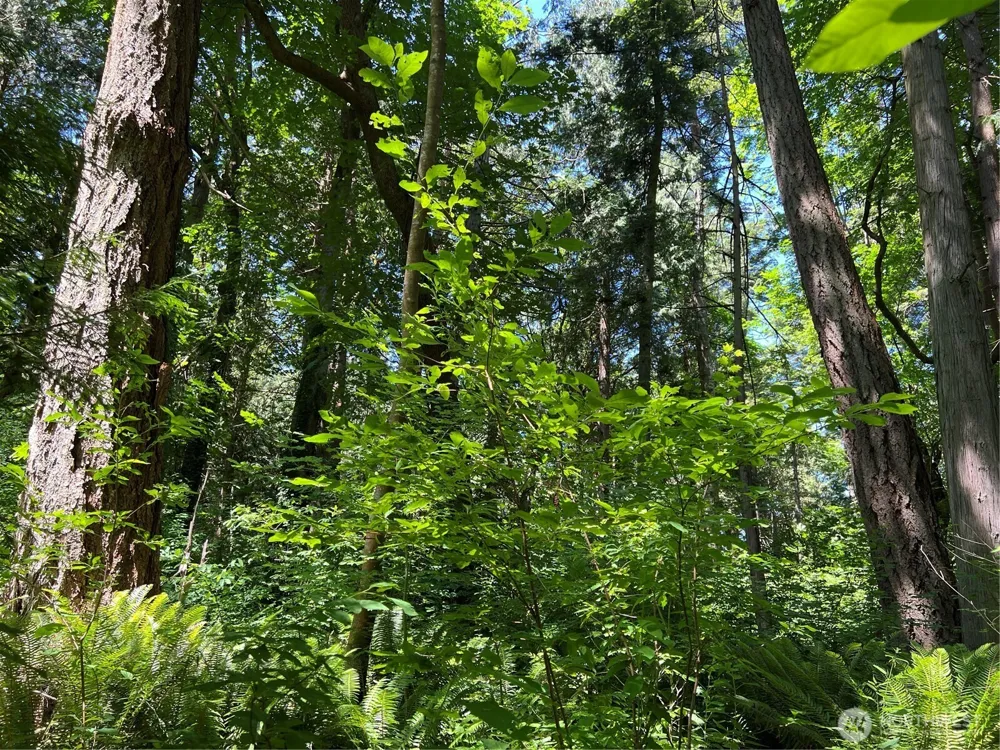 6 acres South Beach Road Point Roberts, WA 98281