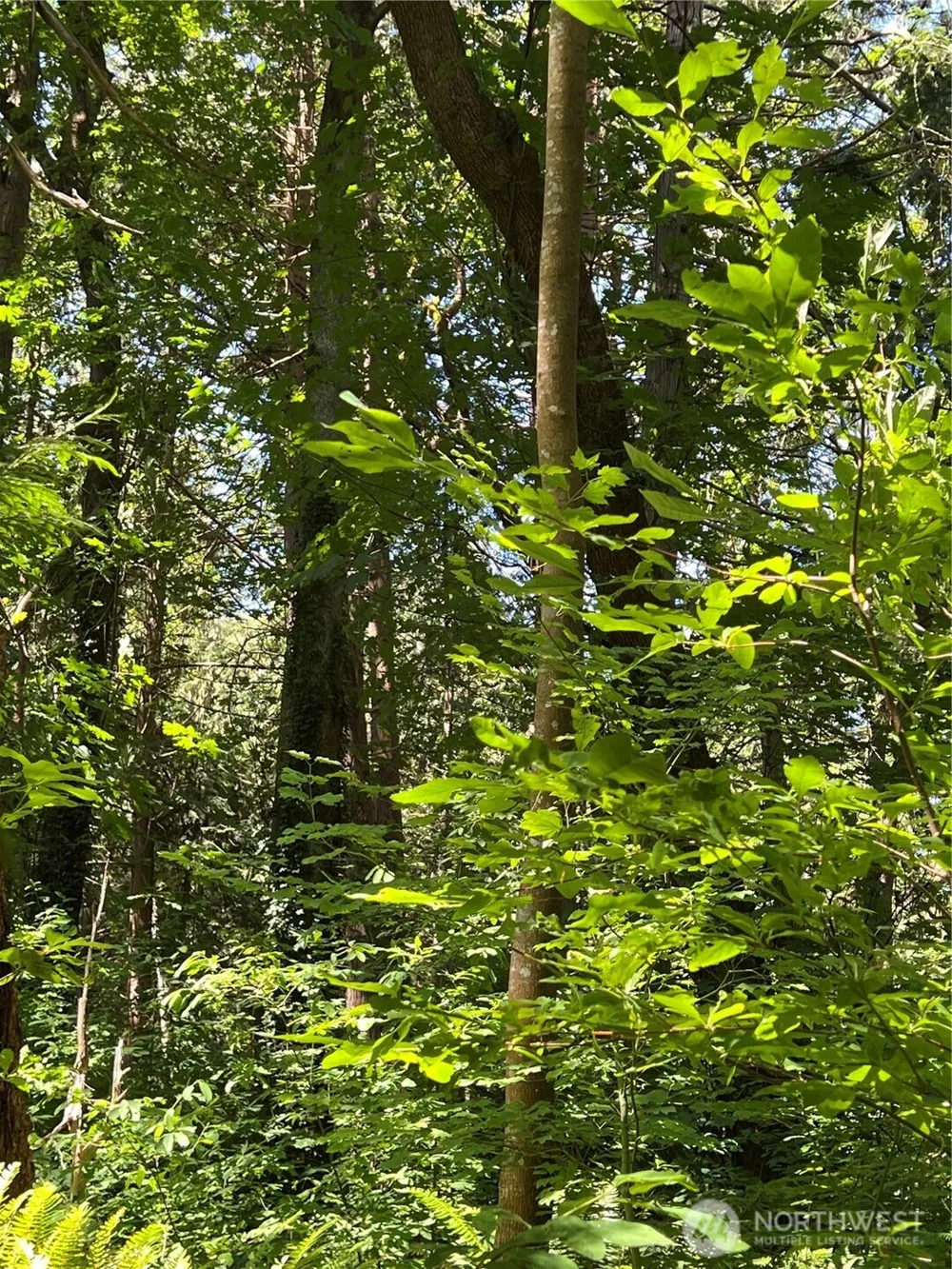 6 acres South Beach Road Point Roberts, WA 98281