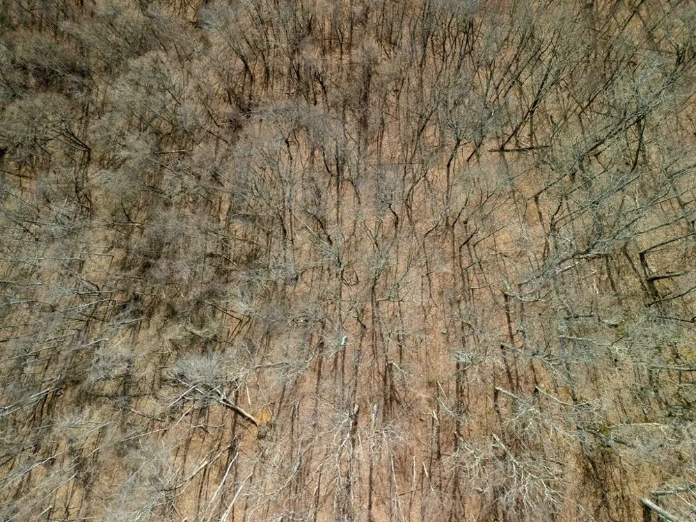 Catnip Rd Cullowhee, NC 28723