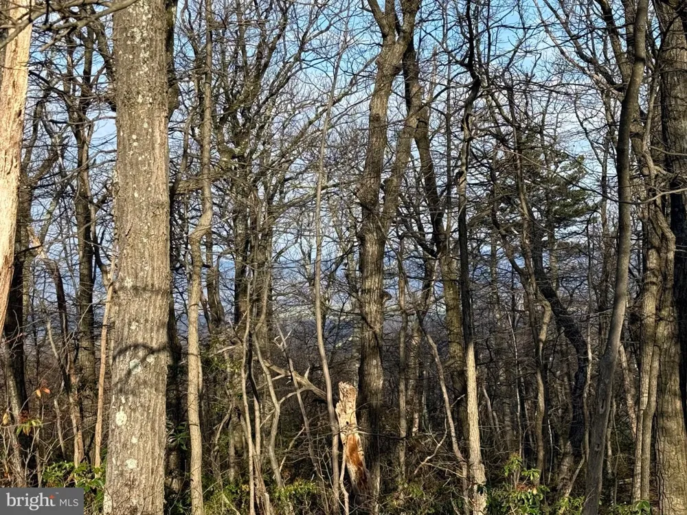 BOBCAT TRL Winchester, VA 22602