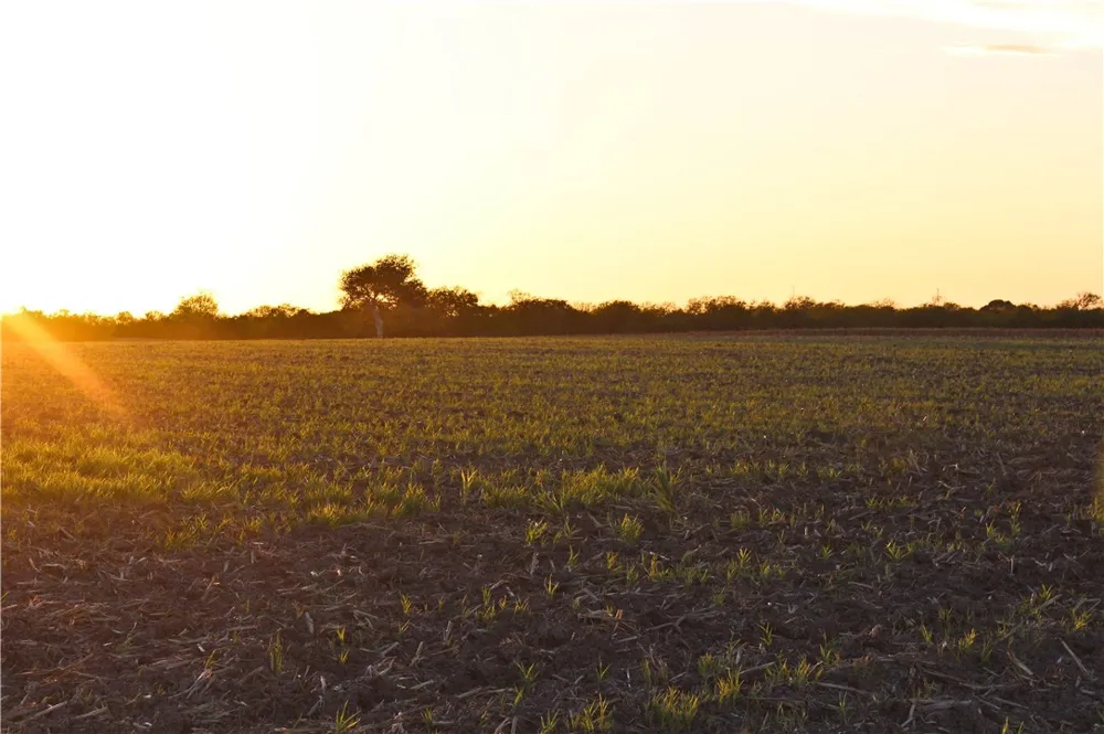 CR 20 Robstown, TX 78380