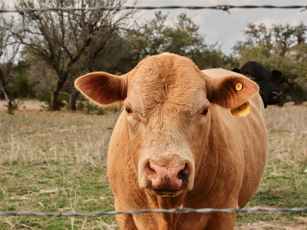 600 County Road 257 Liberty Hill, TX 78642