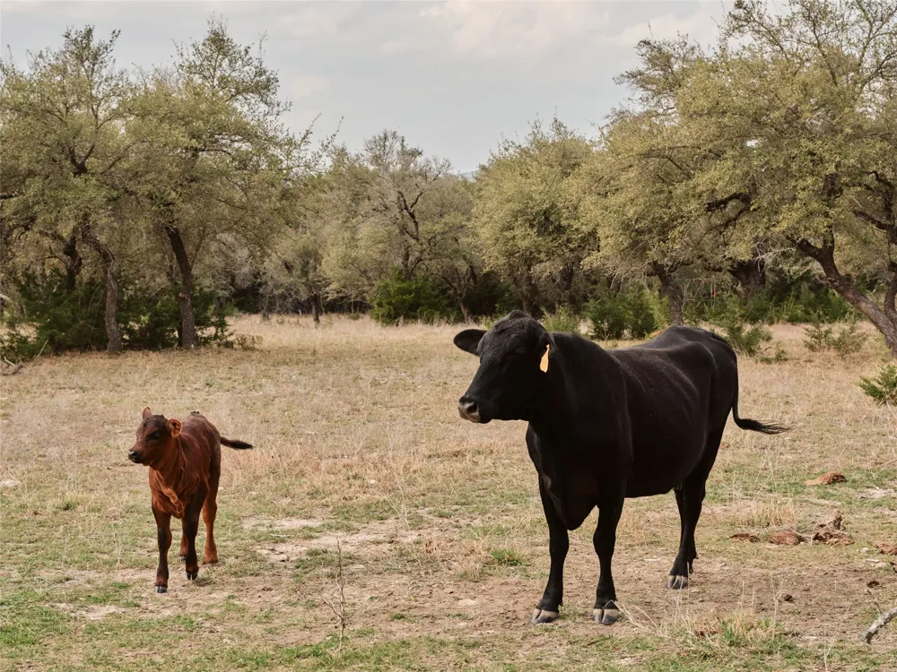 600 County Road 257 Liberty Hill, TX 78642