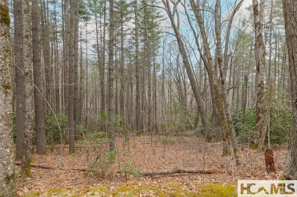 Tr A Fenley Forest Trail Cullowhee, NC 28723