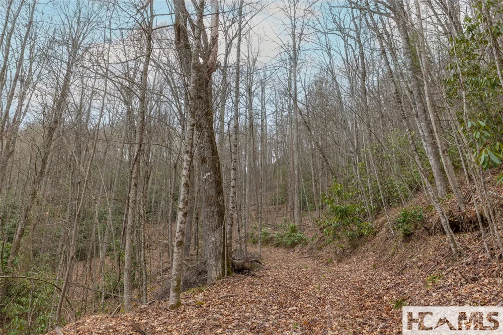 Tr A Fenley Forest Trail Cullowhee, NC 28723