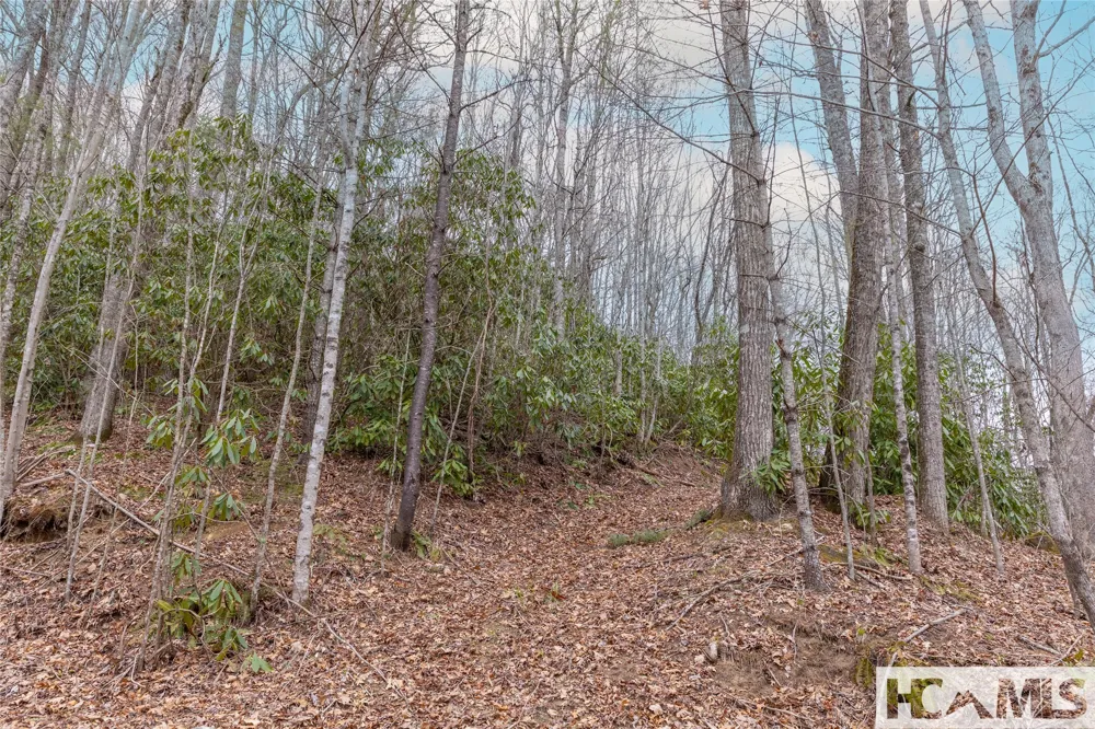 Tr A Fenley Forest Trail Cullowhee, NC 28723