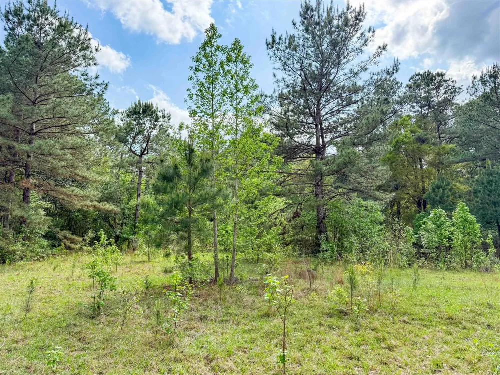 317 County Road 4392 Hillister, TX 77624