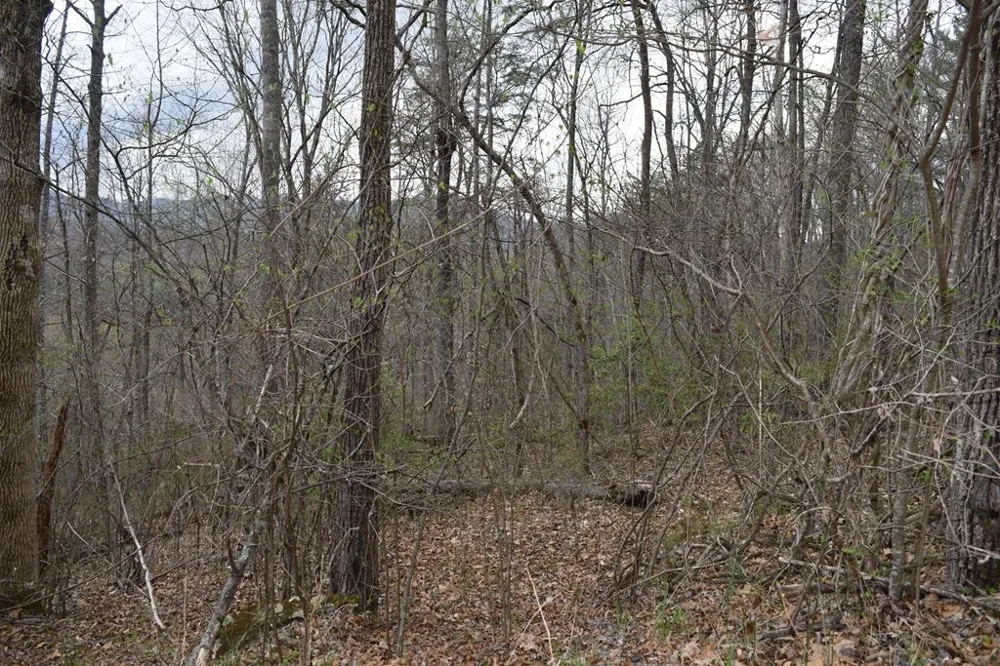 Bel Air Rd Cullowhee, NC 28723