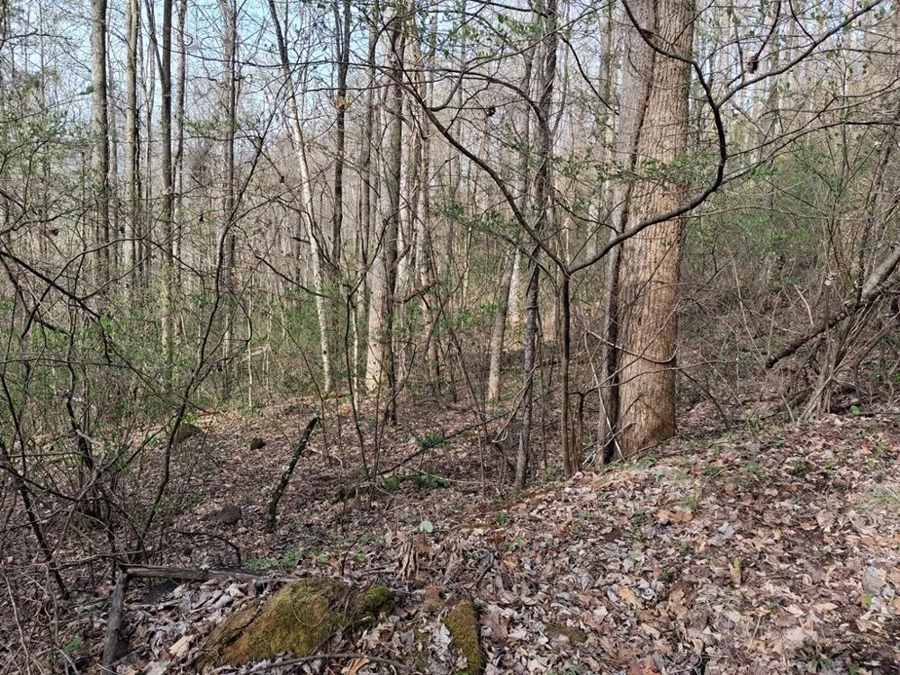 Bel Air Rd Cullowhee, NC 28723