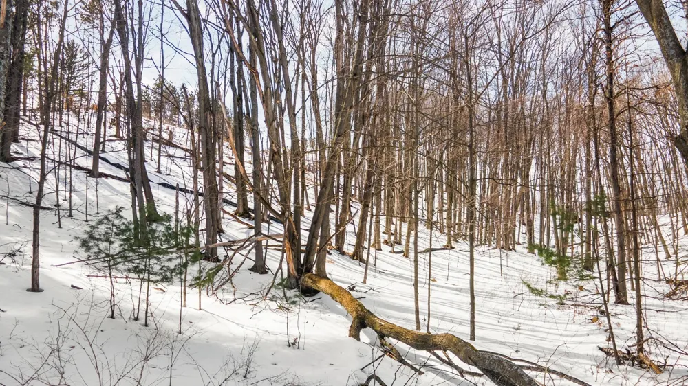 Old Morgan Trail Traverse City City, MI 49684