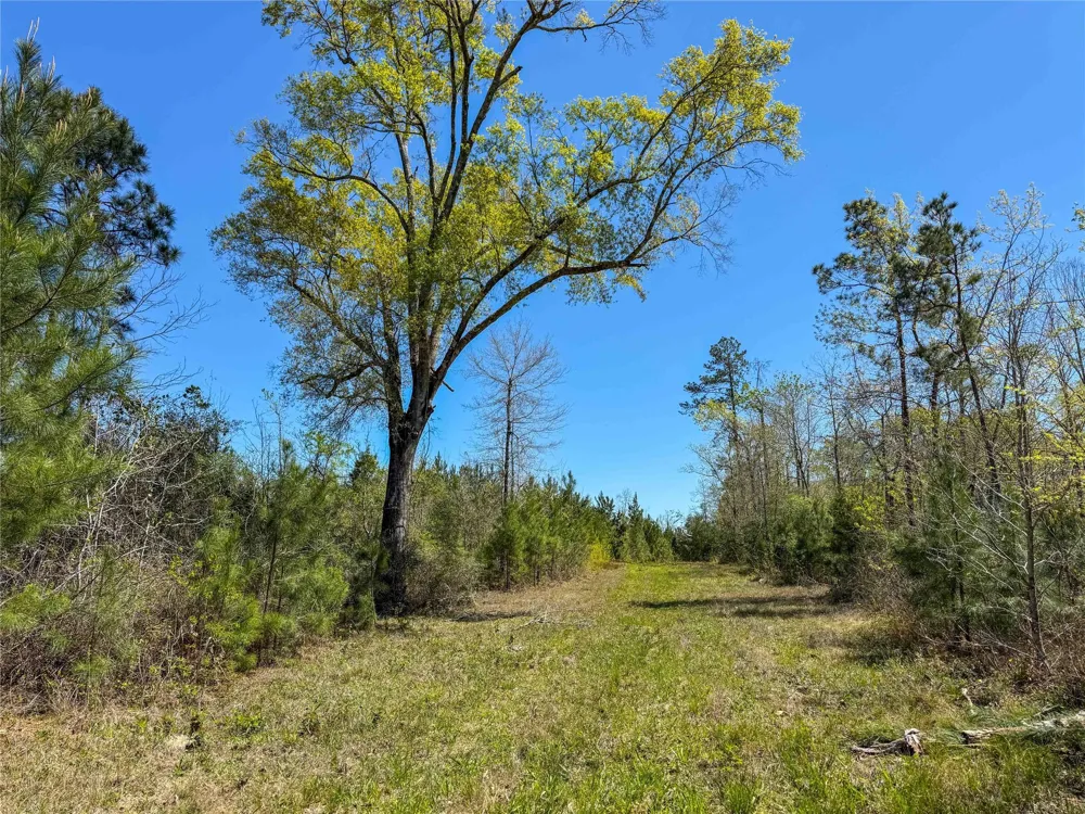 Fm 946 Coldspring, TX 77331