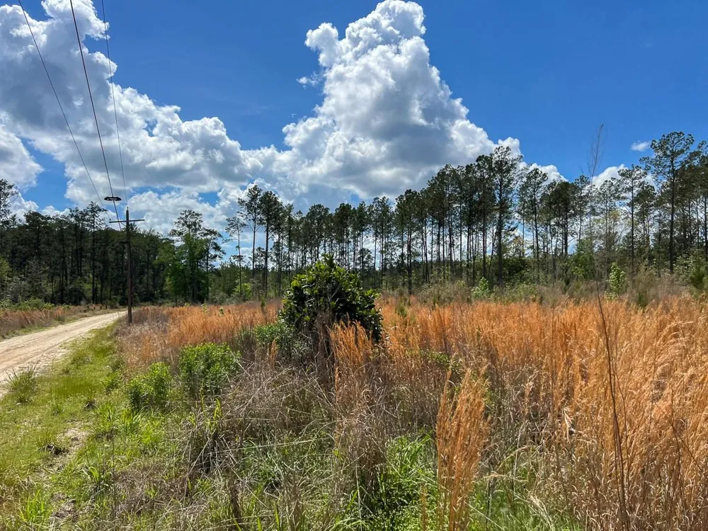 County Road 2834 Colmesneil, TX 75938