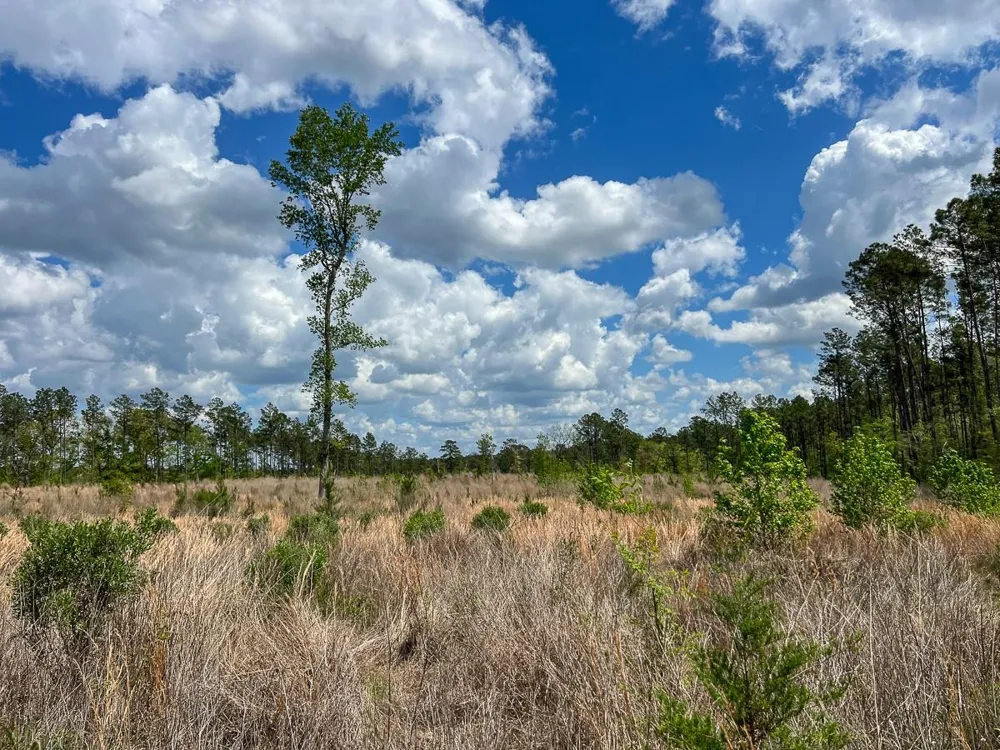 County Road 2834 Colmesneil, TX 75938