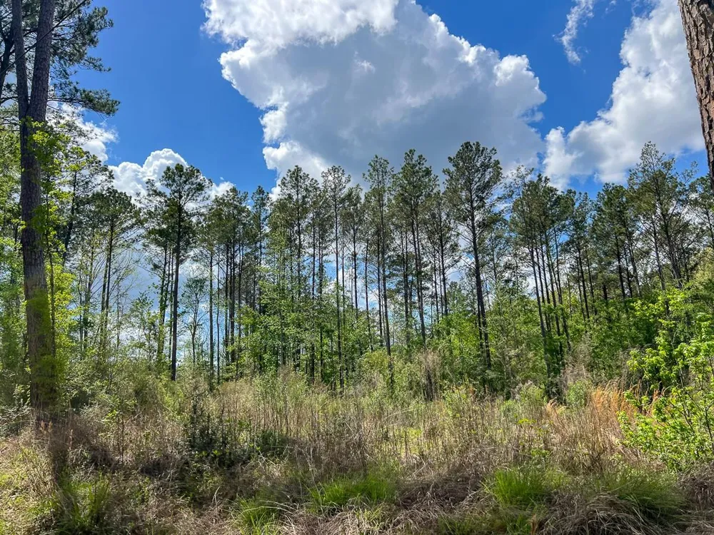 County Road 2834 Colmesneil, TX 75938