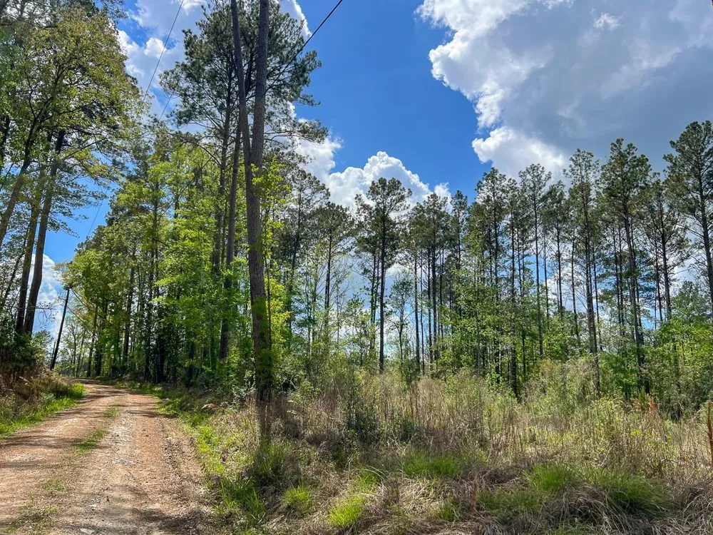 County Road 2834 Colmesneil, TX 75938
