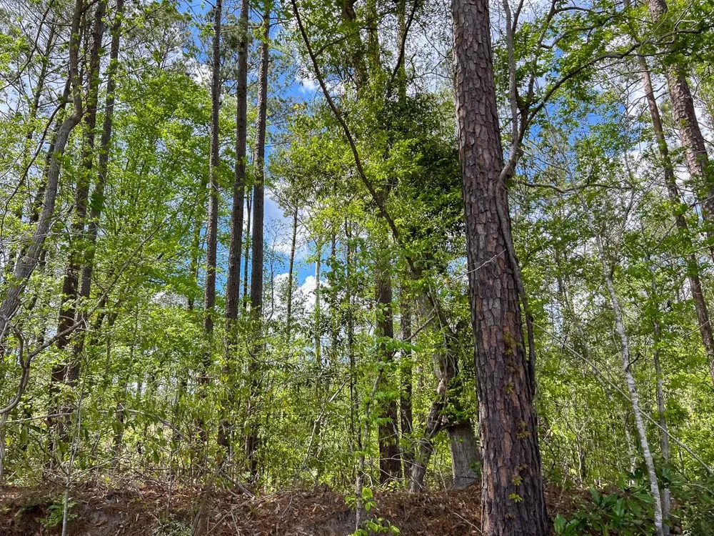 County Road 2834 Colmesneil, TX 75938