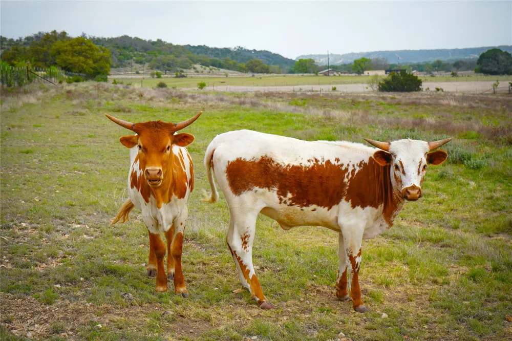 6980 Doss Spring Creek Road Fredericksburg, TX 78624