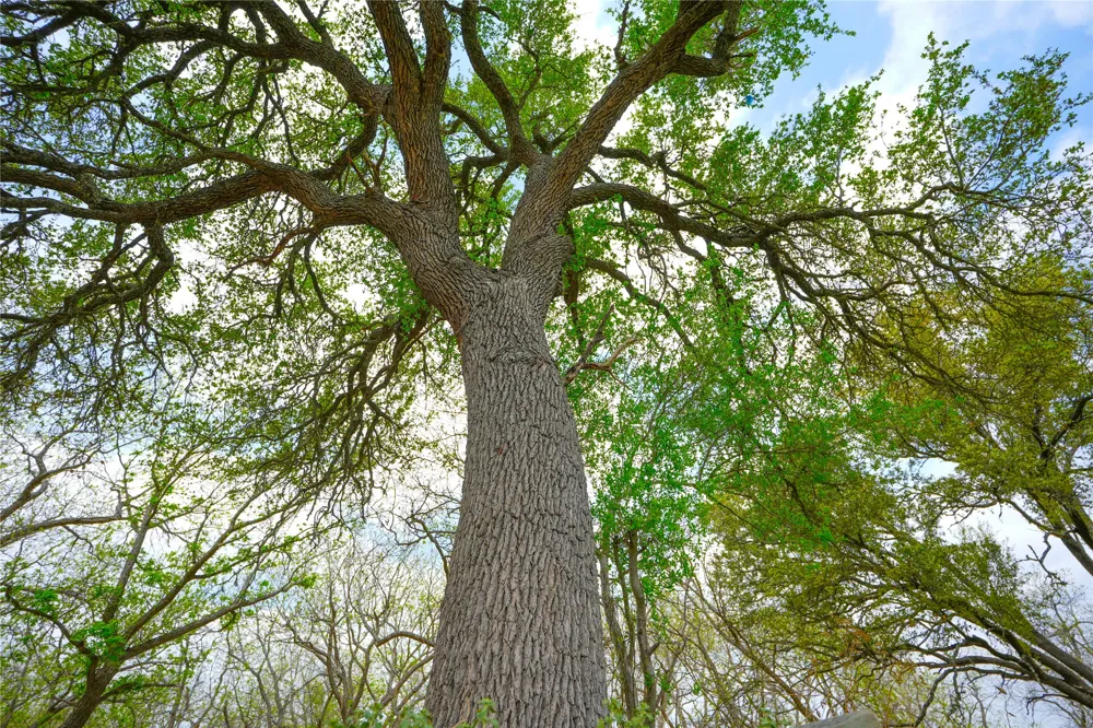 6980 Doss Spring Creek Road Fredericksburg, TX 78624