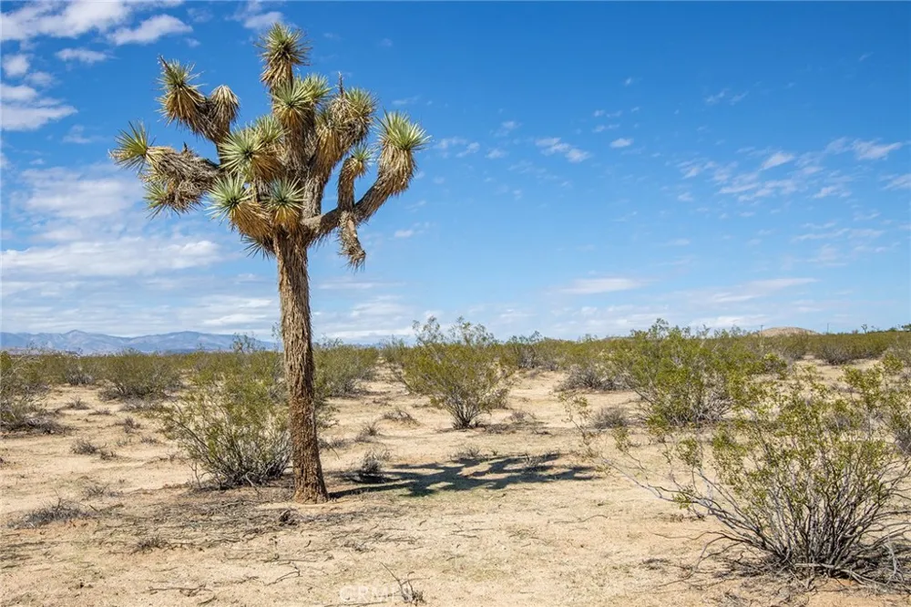 Sunny Sands Joshua Tree, CA 92252