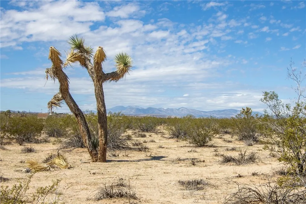 Sunny Sands Joshua Tree, CA 92252