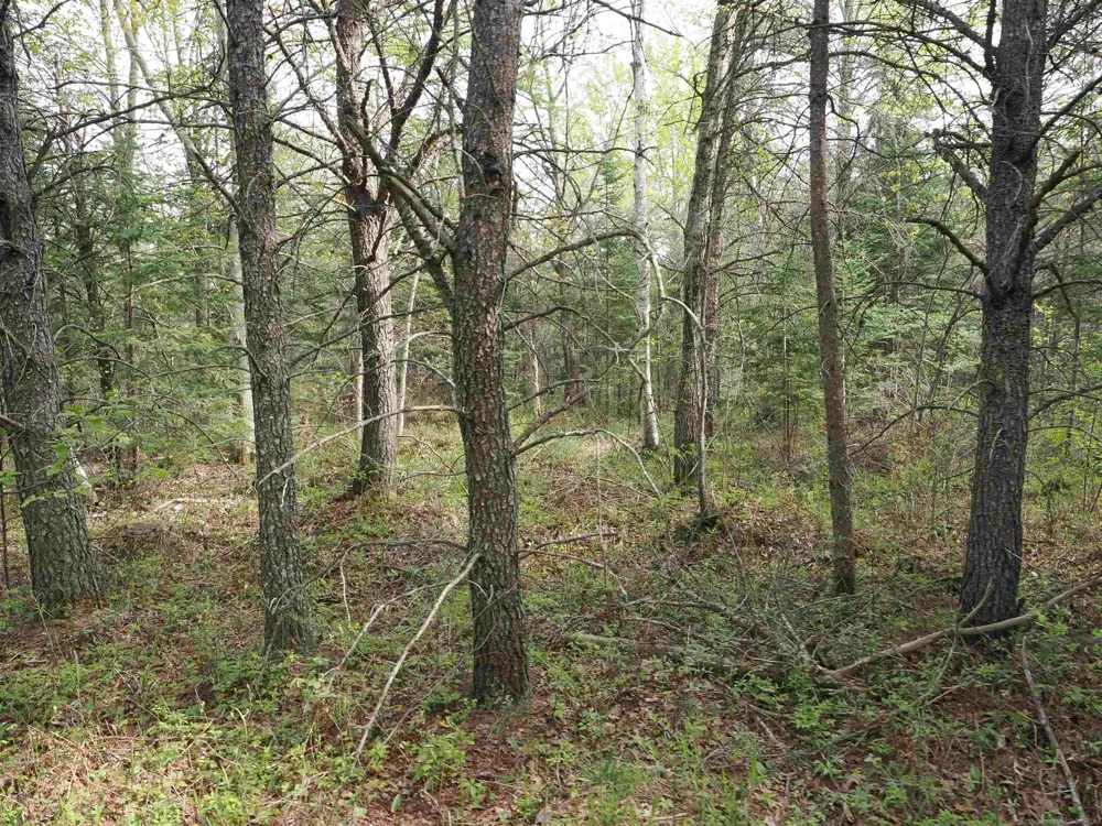 4011 Sandall Road Maple Ridge Township, MI 49707