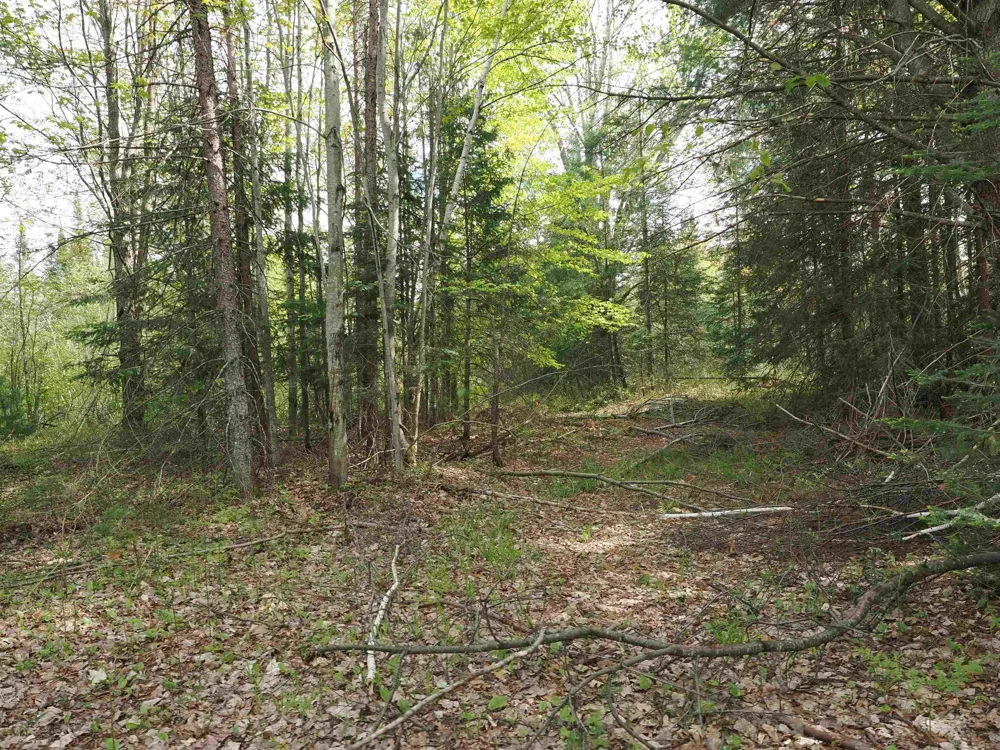 4011 Sandall Road Maple Ridge Township, MI 49707