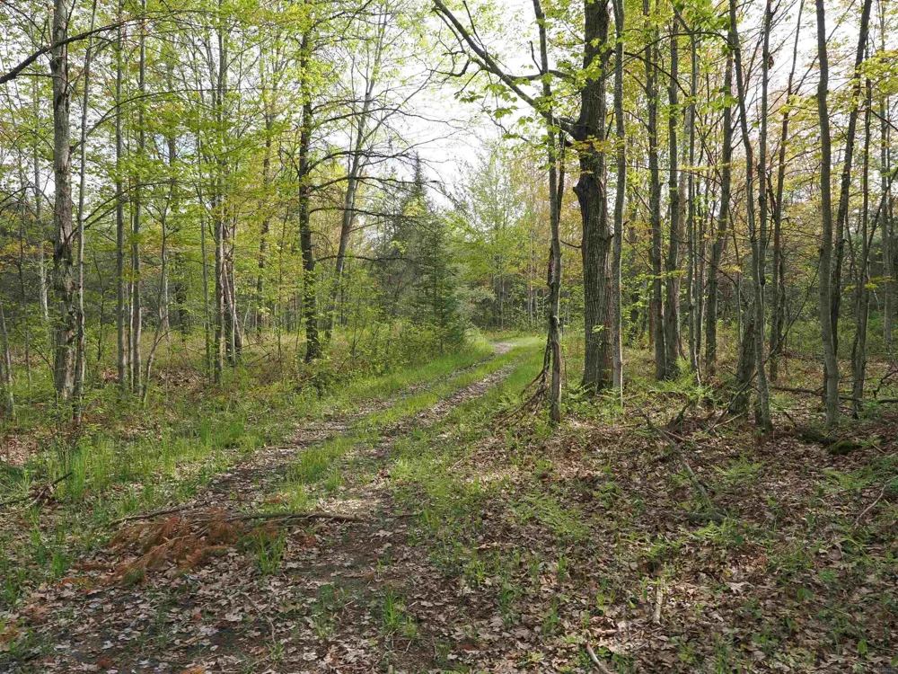 4011 Sandall Road Maple Ridge Township, MI 49707