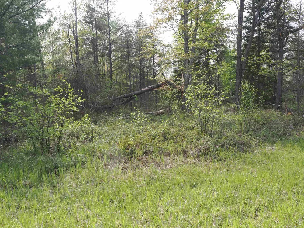 4011 Sandall Road Maple Ridge Township, MI 49707