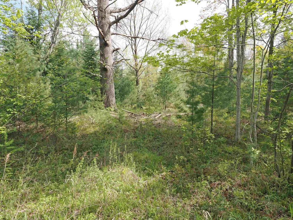 4011 Sandall Road Maple Ridge Township, MI 49707
