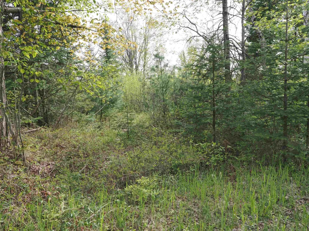 4011 Sandall Road Maple Ridge Township, MI 49707