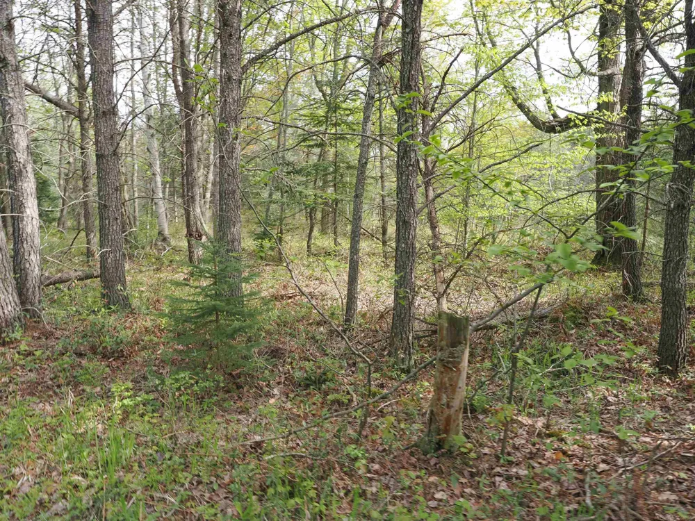 4011 Sandall Road Maple Ridge Township, MI 49707