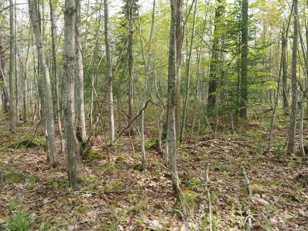 4011 Sandall Road Maple Ridge Township, MI 49707