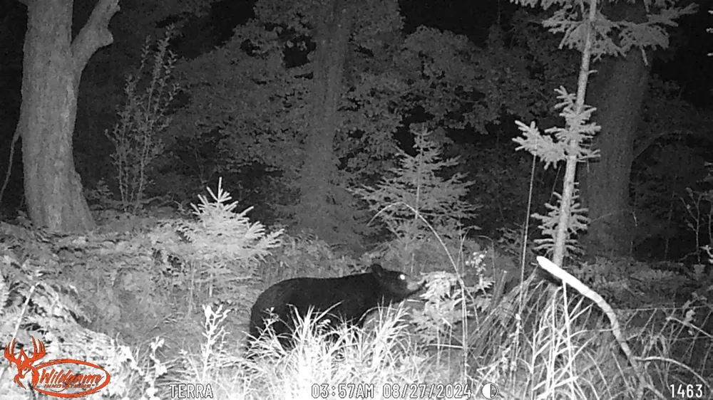 4001 Sandall Road Maple Ridge Township, MI 49707