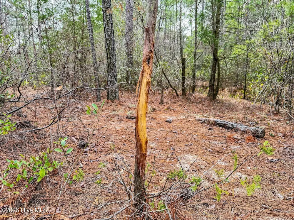0 Lobelia Road Vass, NC 28394