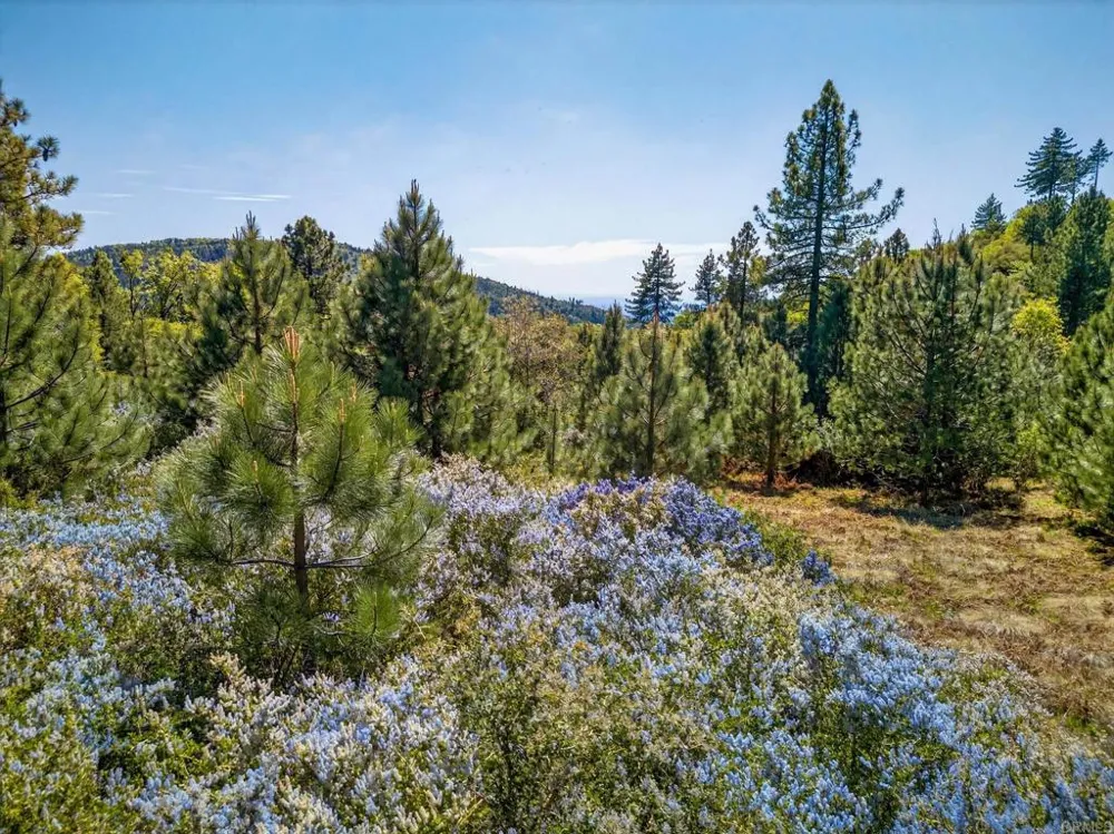 200 Palomar Divide Truck Trail Palomar Mountain, CA 92060