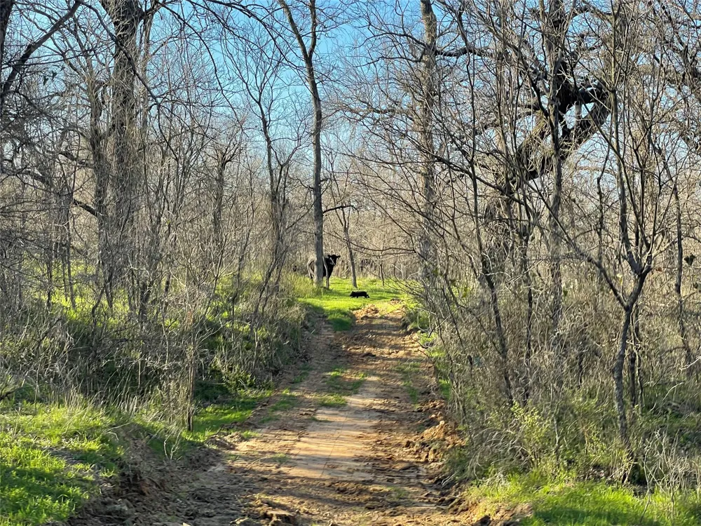 3141 Rogers Road Jacksboro, TX 76458