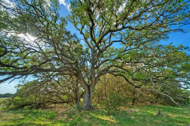 8 Stargazer Drive Lampasas, TX 76550