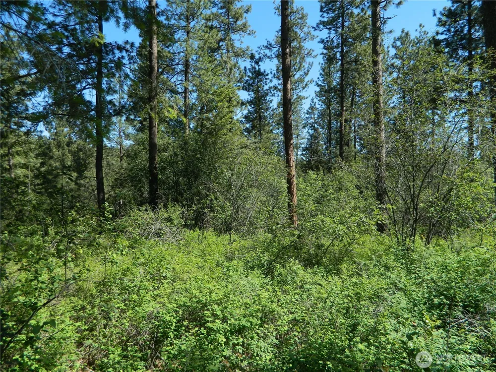 111 TBD Murphy Ranch Road Tonasket, WA 98855