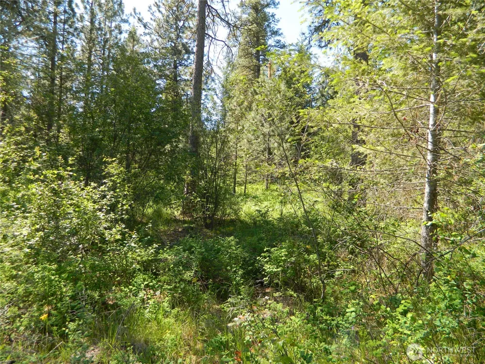 111 TBD Murphy Ranch Road Tonasket, WA 98855