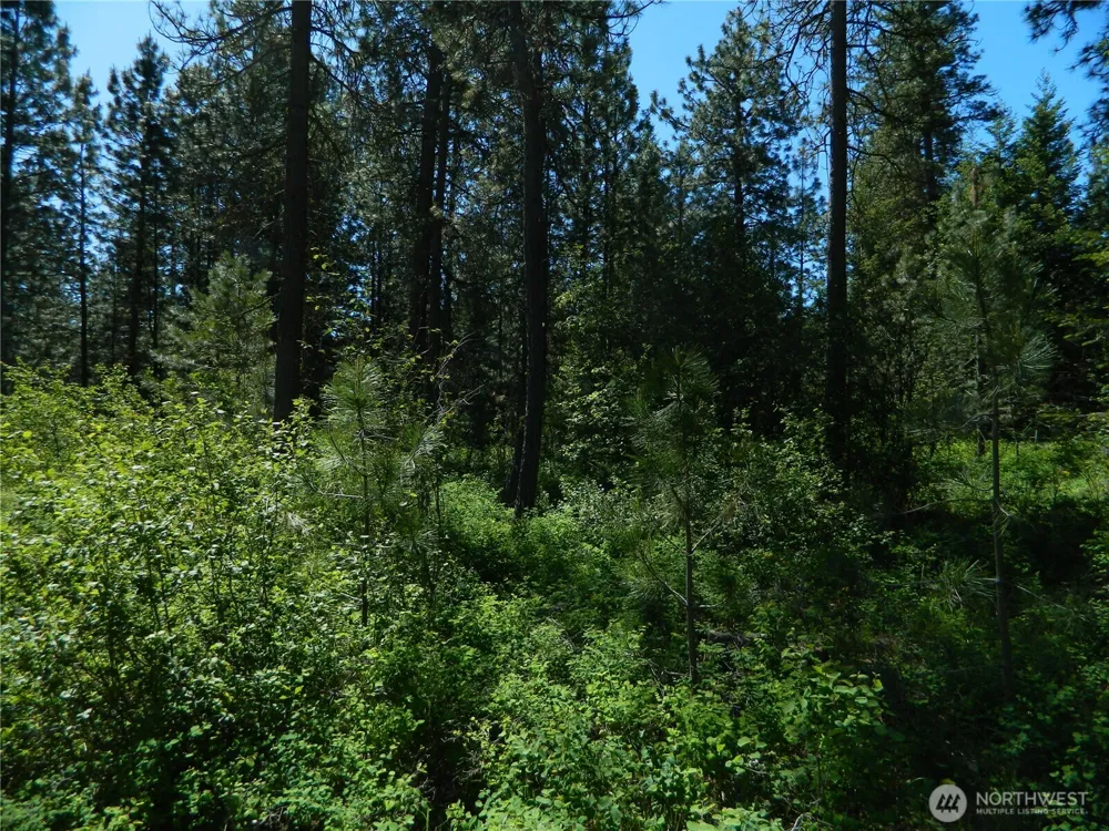 111 TBD Murphy Ranch Road Tonasket, WA 98855