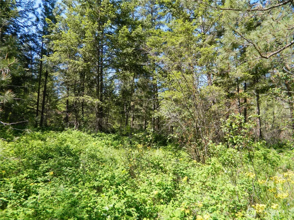 111 TBD Murphy Ranch Road Tonasket, WA 98855