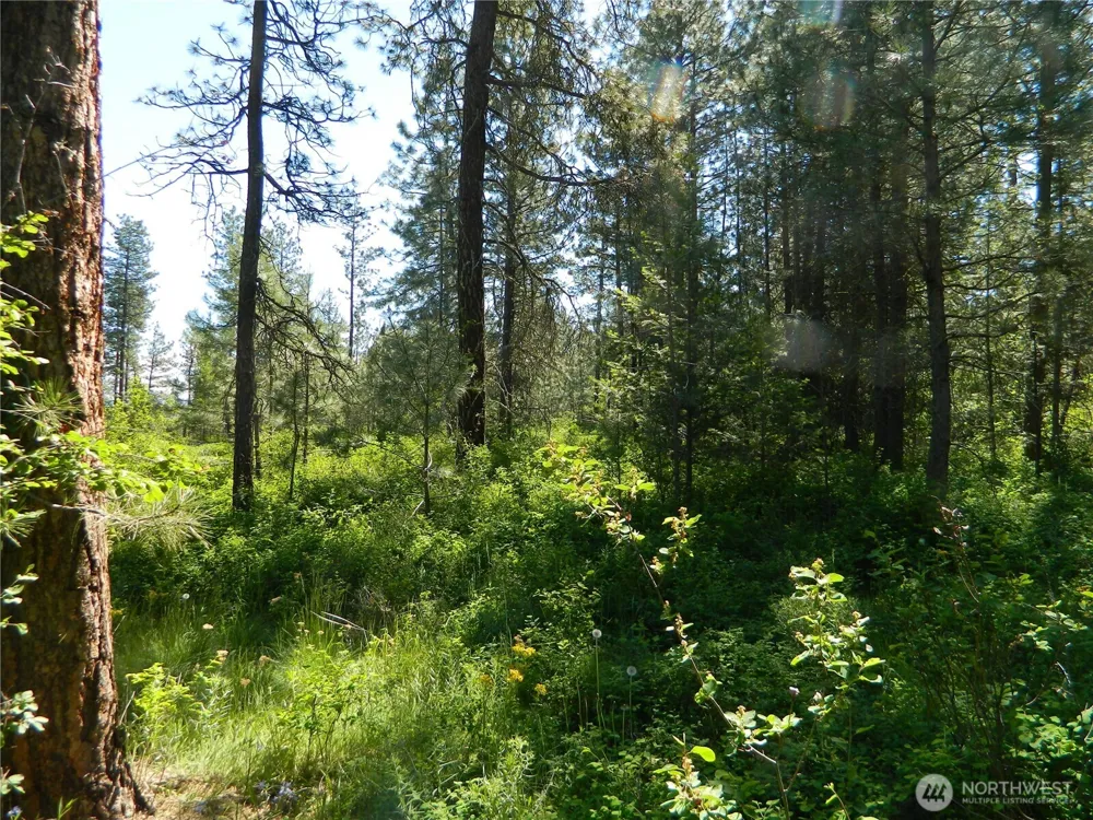 111 TBD Murphy Ranch Road Tonasket, WA 98855