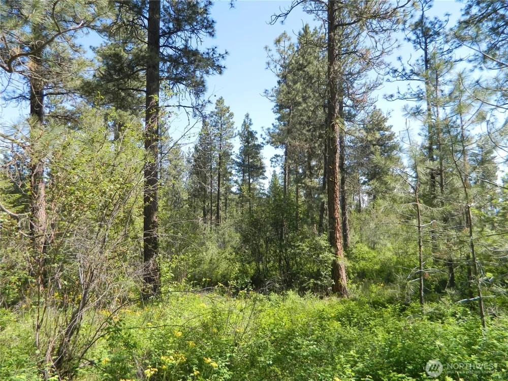 111 TBD Murphy Ranch Road Tonasket, WA 98855