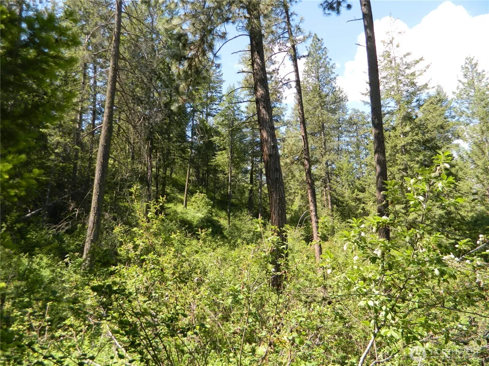 0 Tbd Murphy Ranch Road Tonasket, WA 98855
