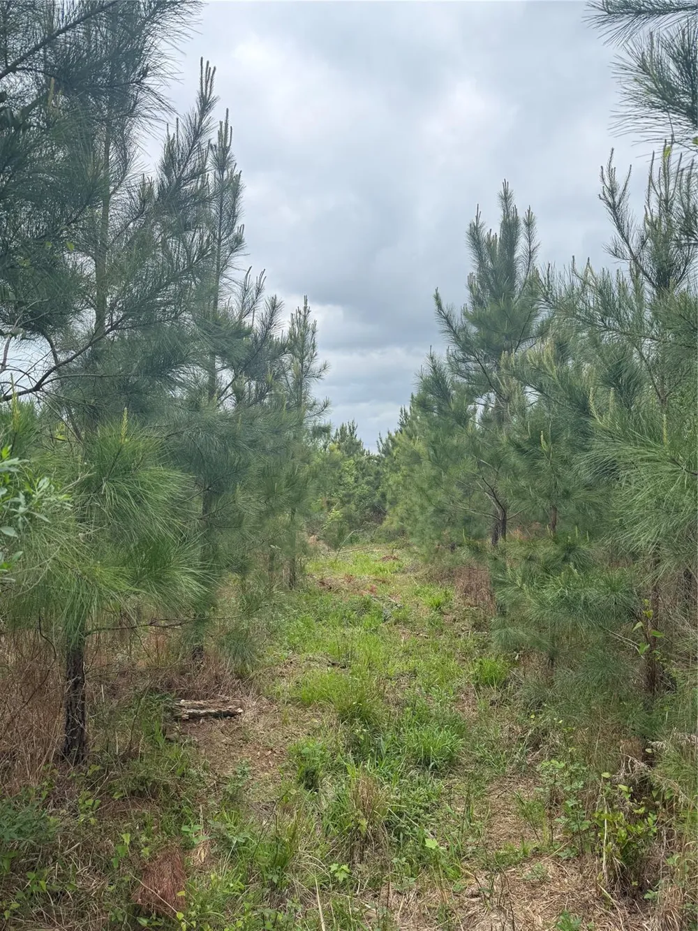 Joy Wright Mount Rd Kilgore, TX 75662