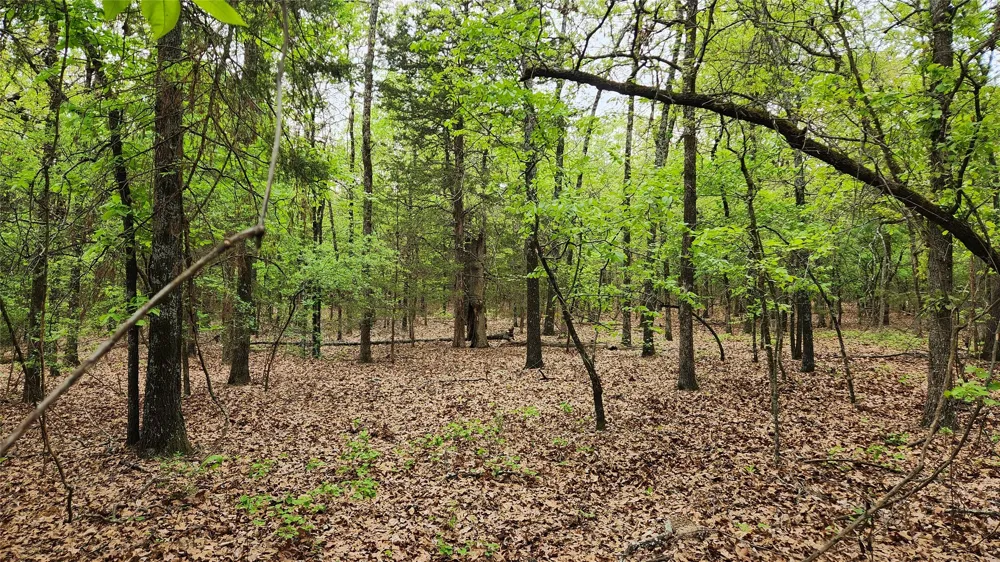 FM 115 Scroggins, TX 75480