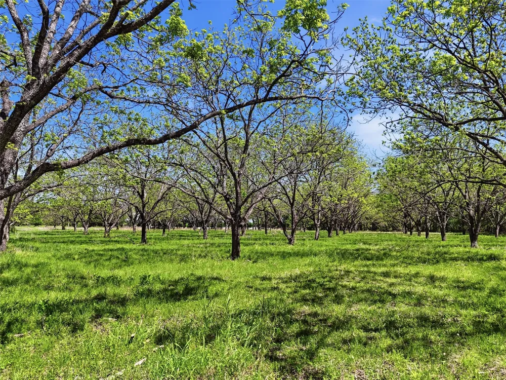 12011 Paradise Boulevard Bluff Dale, TX 76433